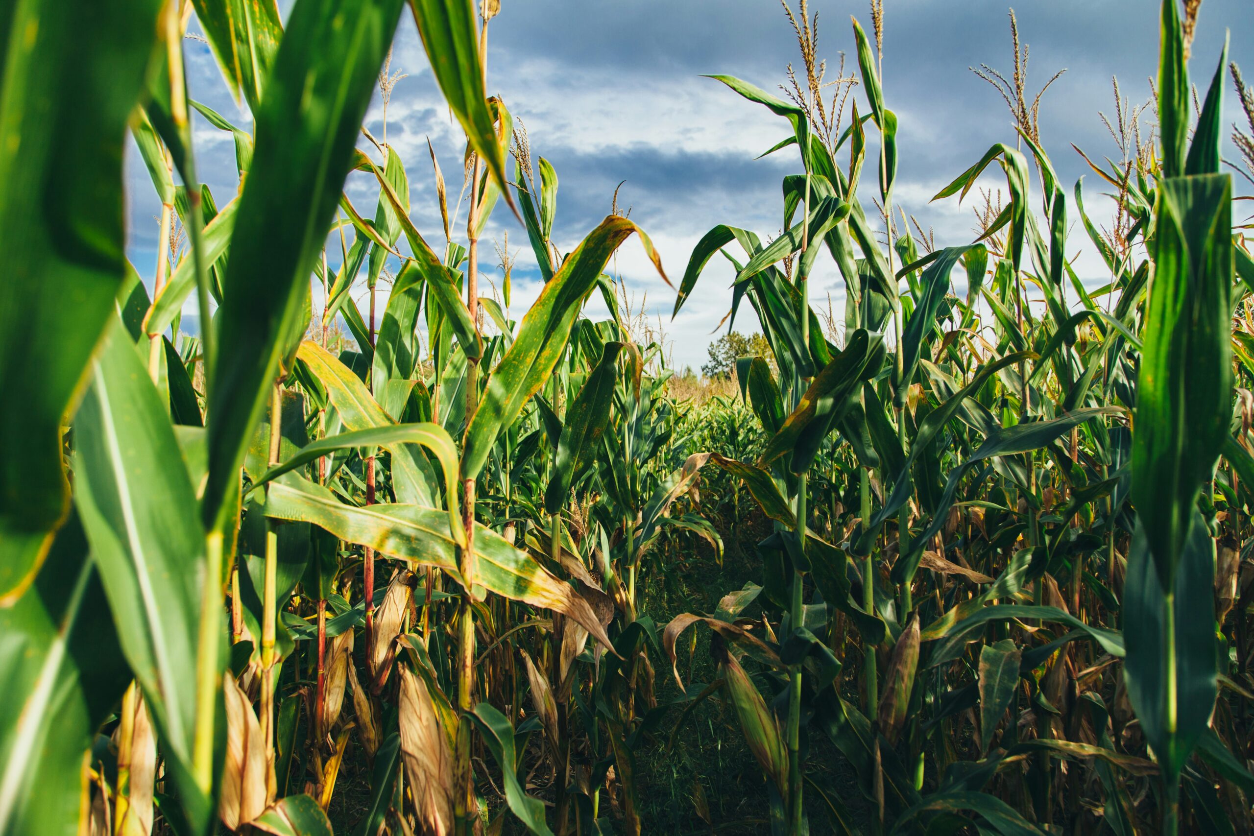 How Will Extreme Heat Building in the Midwest of the USA Affect Grain Farmers?