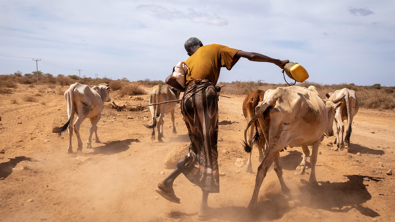 A Somali herder tries to keep his cows alive amid a devastating drought