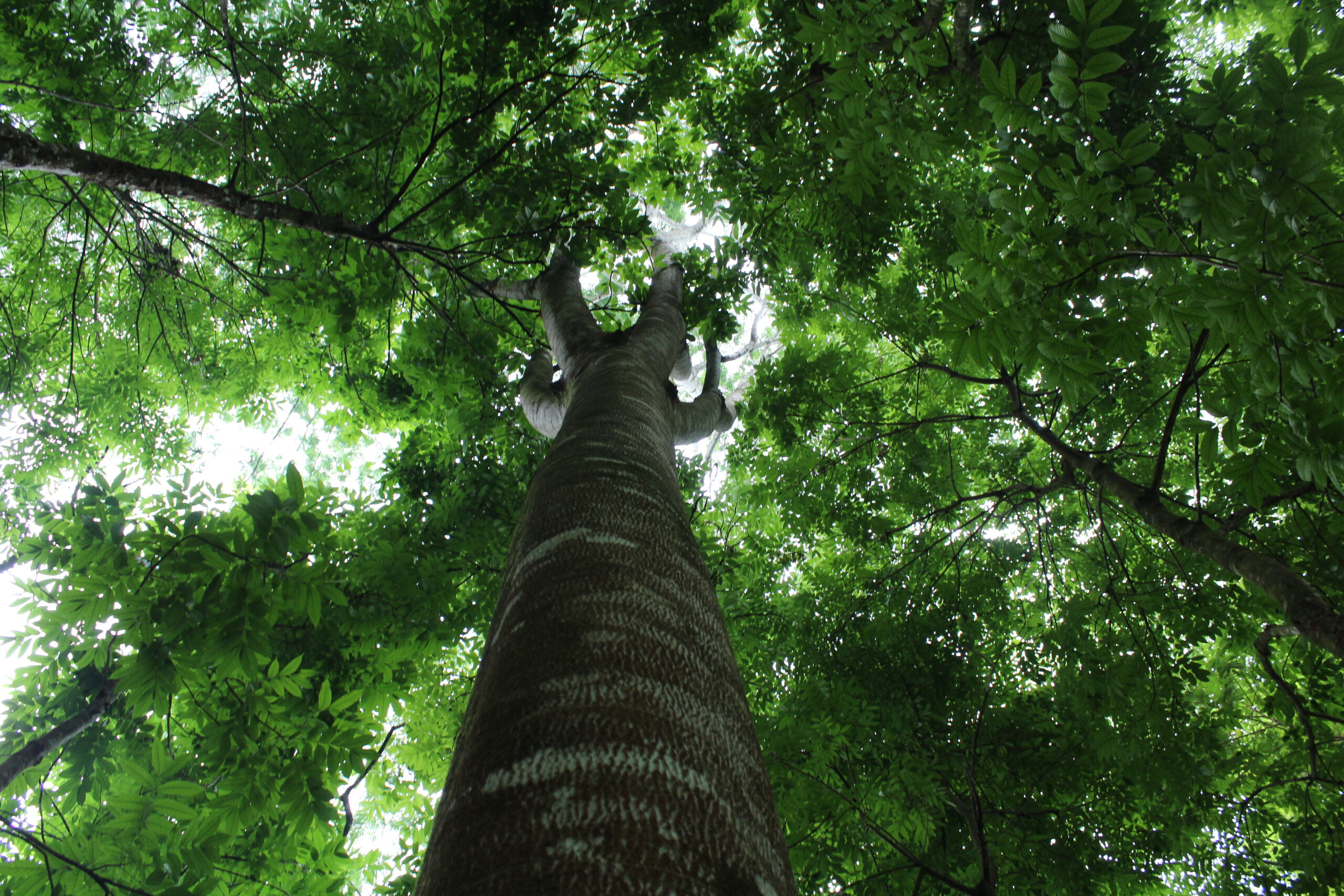 Resilience Constellation and Ambio: Assessing Climate Resilience in Mexico