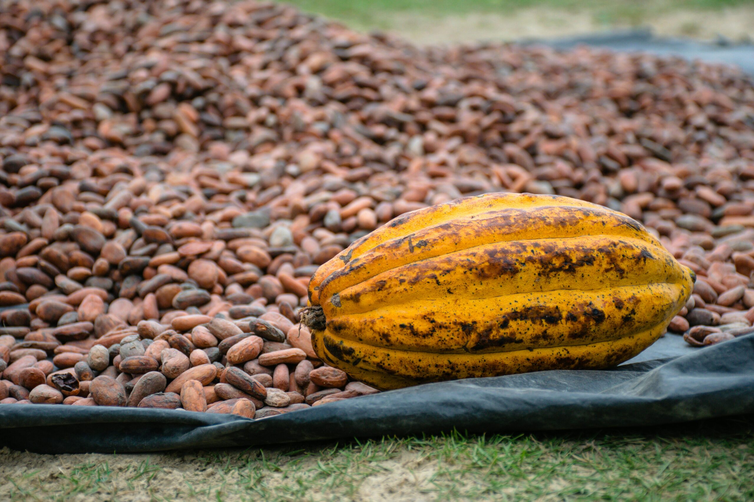 Spare a chunk for cocoa resilience!