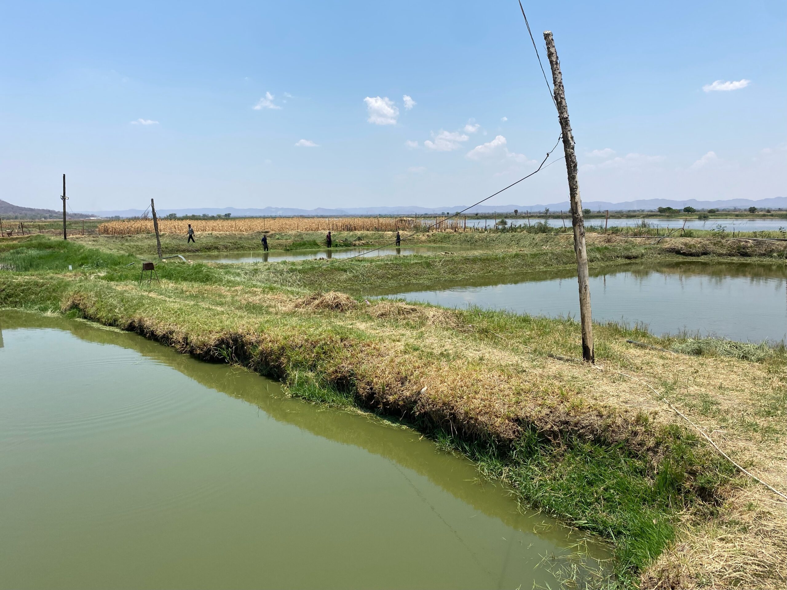 smallholder cooperative fish ponds, beside the Kafue River, Kafue District, Zambia