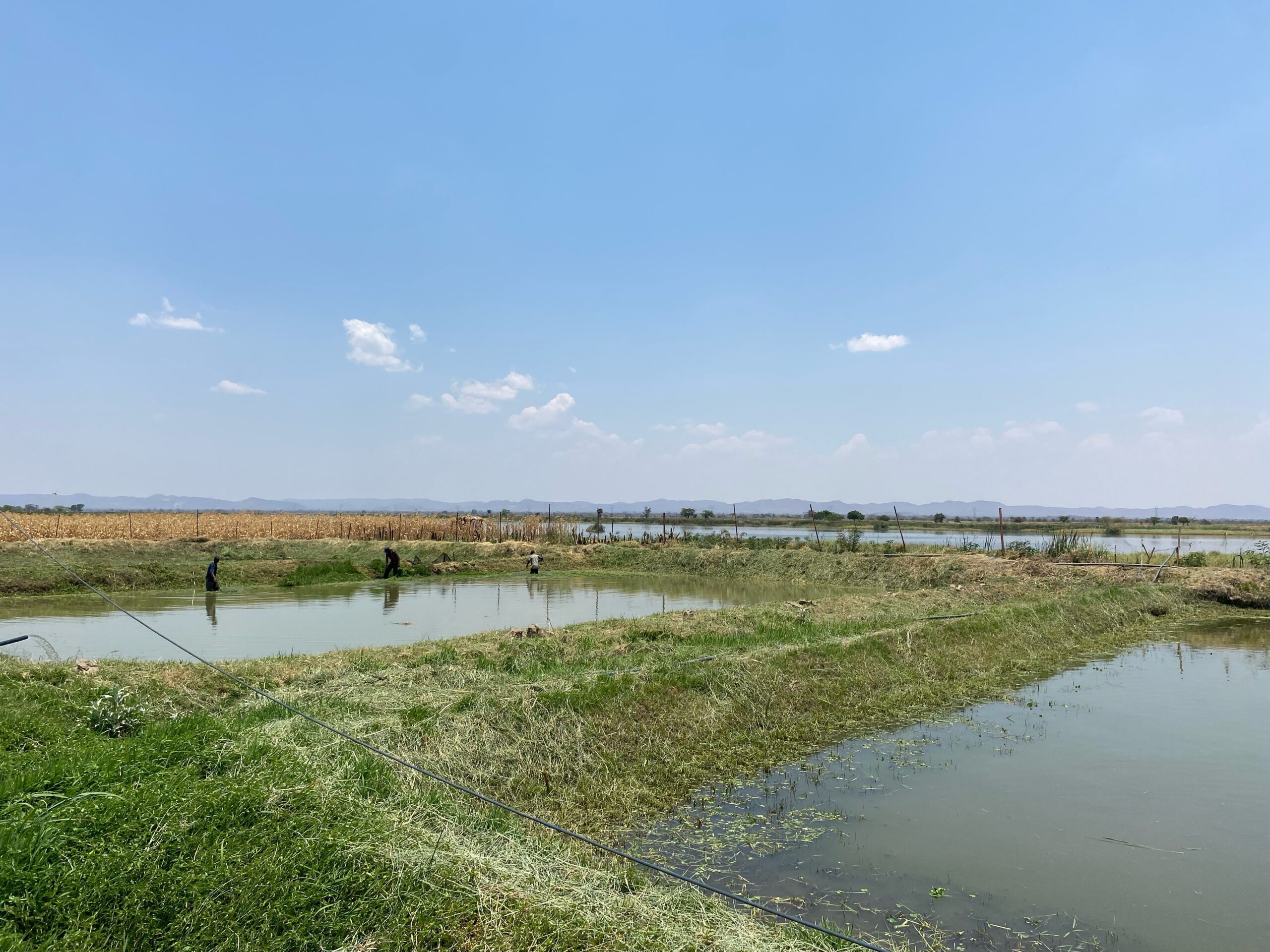 Fish Farming in the Face of Climate Change in Zambia: Opportunities and Constraints